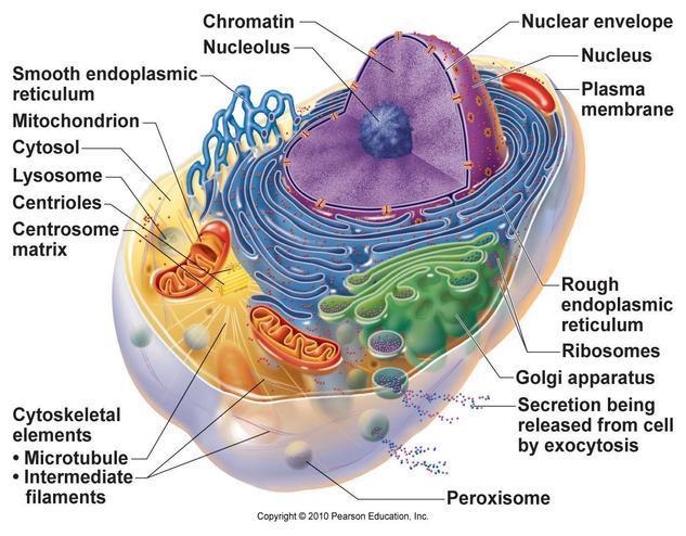 Localizzazione Intracellulare degli Enzimi Gli enzimi si possono trovare: Liberi nel citoplasma delle cellule di diversi tessuti ed organi Confinati