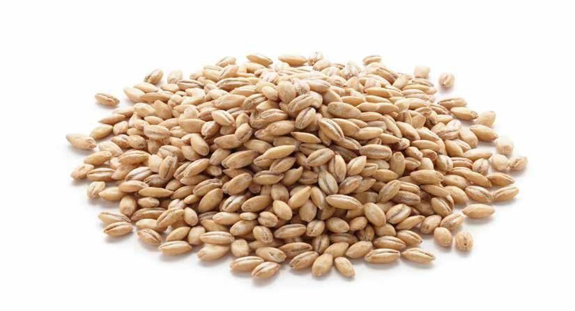 Il diserbo del grano DuPont TM Granstar Ultra X Il diserbo del grano è una pratica agronomica da cui ormai non è possibile prescindere se vogliamo tramutare i nostri investimenti e i nostri sforzi in