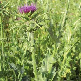 ), Attaccamani (Galium aparine), Camomilla bastarda (Anthemis cotula), Coriandolo (Bifora radians), Borsa del pastore (Capsella bursa pastoris), Billeri (Cardamine hirsuta), Fiordaliso (Centaurea