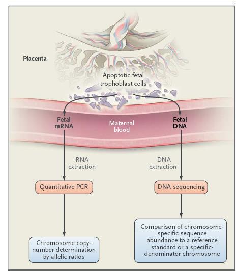 ccffdna