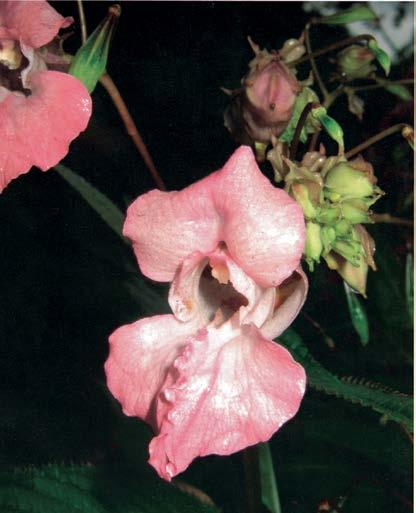 Impatiens