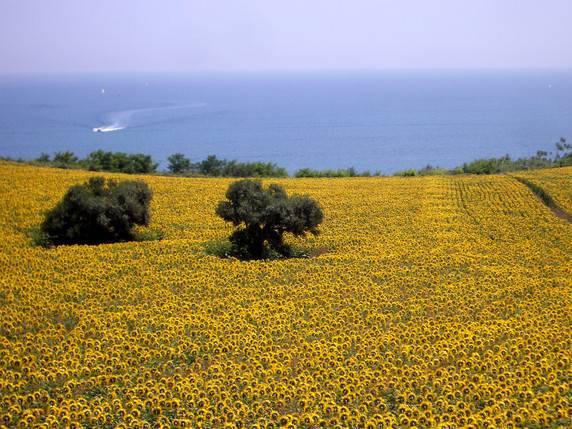 Crisi della bieticoltura e, di conseguenza, di tutto il settore agricolo regionale (e non solo) Salvaguardia della buona pratica agricola (rotazioni,