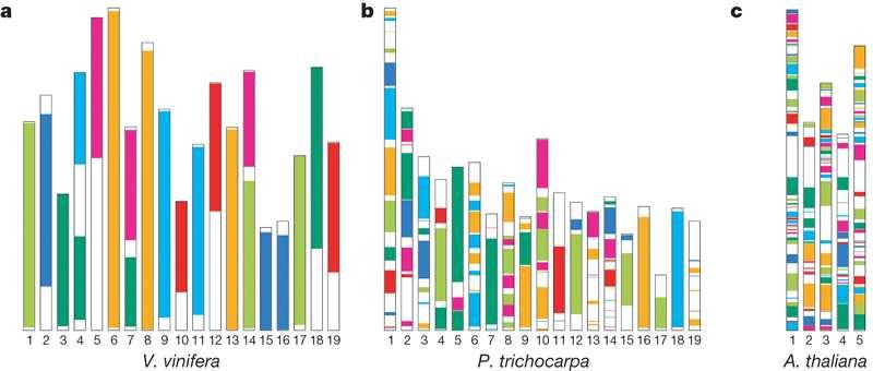 Recostruzione del Genoma Ancestrale: 7 cromosomi?