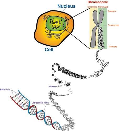 SIGNIFICATO MODERNO DI GENOMA Il contenuto complessivo del MATERIALE GENETICO - DNA - In una cellula, organismo o specie Rappresenta il potenziale in termini di funzionalità di un organismo La