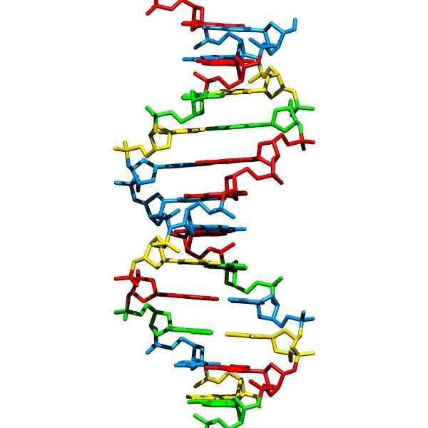 Sequenziamento del DNA ACGTGACTGAGGACCGTG CGACTGAGACTGACTGGGT CTAGCTAGACTACGTTTTA TATATATATACGTCGTCGT