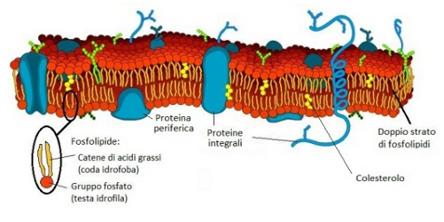 Membrana cellulare La membrana cellulare è un involucro continuo che circonda la cellula,