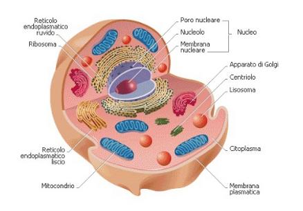 La cellula eucariotica Negli eucarioti il DNA è racchiuso da una