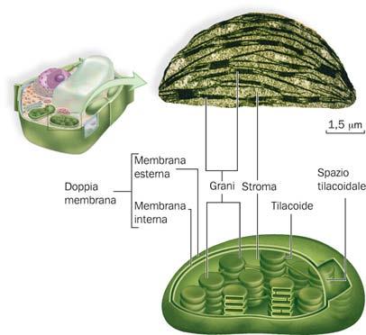 I cloroplasti catturano l energia solare e producono carboidrati I cloroplasti svolgono funzione fotosintetica.