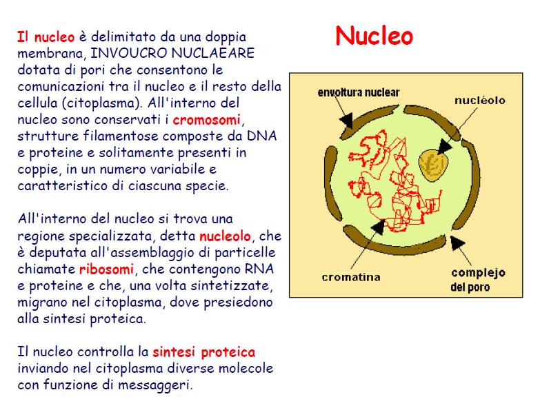 27 NUCLEO