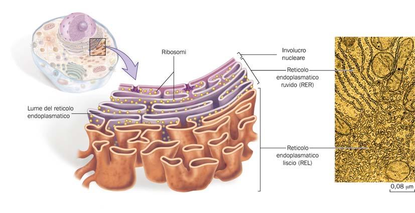 Il reticolo endoplasmatico sintetizza e trasporta proteine e lipidi Il reticolo endoplasmatico ruvido (RER) è contraddistinto dalla presenza di ribosomi sulla membrana e sintetizza le proteine.