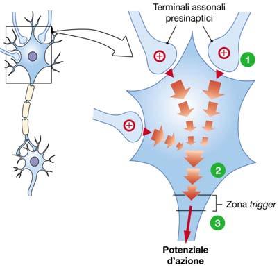 Due stimoli che, sommati, potrebbero essere soprasoglia vengono diminuiti da un potenziale graduato inibitorio