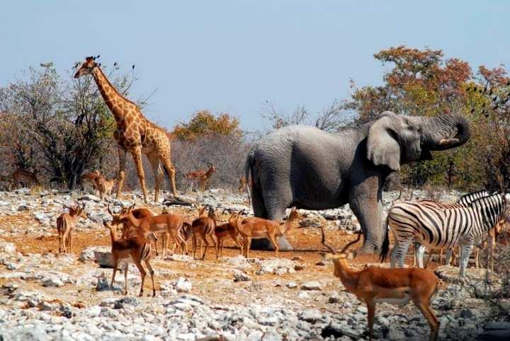 13-14 Giorno, giovedì 30 giugno e Venerdì 1 Luglio Damaraland / Etosha National Park Prima colazione al lodge.