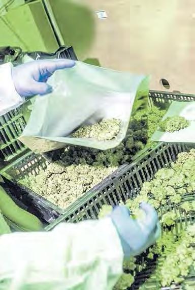 Cannabis terapeutica odissea dei pazienti «Costretti a pagarla» `Romina Perez denuncia: la Regione Lazio ne ha previsto la gratuità ma ospedali non in grado di fornirla, mancano le farmacie galeniche