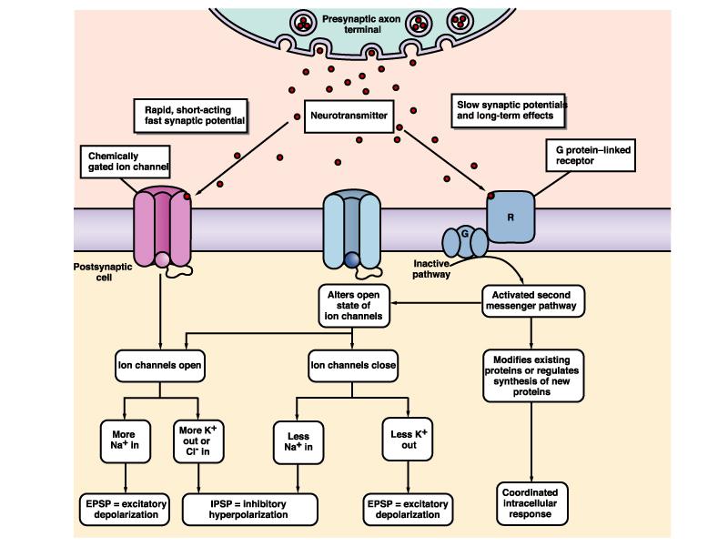 Il neurotrasmettitore può legarsi direttamente ad un canale ionico (neurotrasmettitori ionotropici) o può influenzare i canali ionici