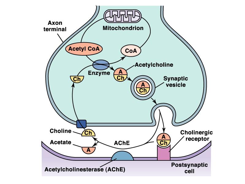 CRITERI PER CONSIDERARE UNA MOLECOLA COME NEUROTRASMETTITORE Sintesi nel neurone presinaptico Presente nel terminale presinaptico Liberata a seguito