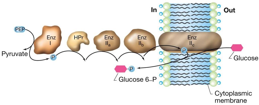 La traslocazione di gruppo sistema delle fosfotransferasi in E.coli Il sistema per il trasporto del glucosio in E. coli è costituito da 5 proteine Tre proteine a localizzazione citoplasmatica: 1.