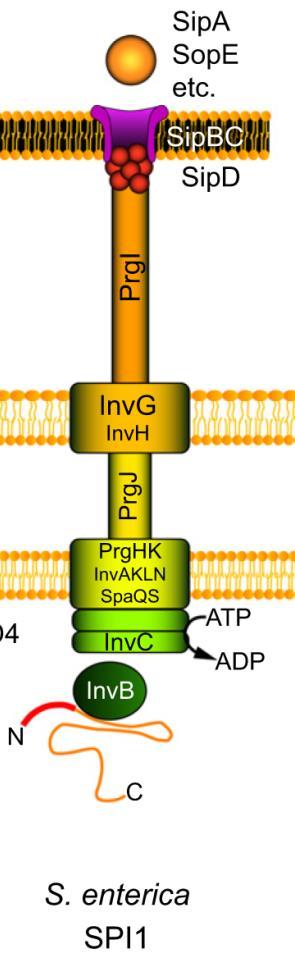 I sistemi di secrezione di tipo III I sistemi di secrezione di tipo III sono stati caratterizzati in maggior dettaglio in diversi patogeni Gram-negativi, tra cui Yersinia spp., Salmonella spp.