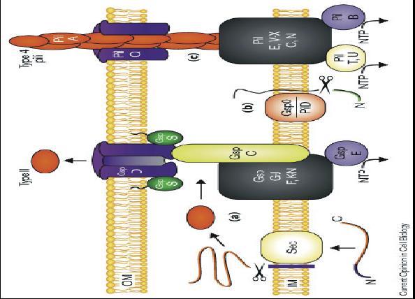 Funzioni dei sistemi di tipo I e II Secrezione di molte tossine e biogenesi pili di