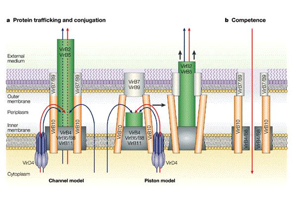 nucleoproteico: T-DNA/VirD2 Effettori proteici: