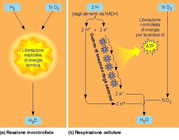 LA CATENA DI TRASPORTO DEGLI ELETTRONI Gli e- ricavati dal glucosio e trasferiti al NADH vengono convogliati fino all O 2 per formare H 2 O L energia ricavabile da questo processo non viene liberata