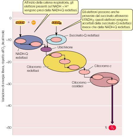 LA CATENA RESPIRATORIA La prima proteina della catena è una FLAVOPROTEINA che cede gli e- alla seconda una FERRO-ZOLFO proteina Il terzo elemento è l UBICHINONE un lipide Dalla quarta tappa la