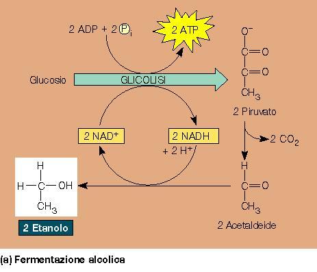 LA FERMENTAZIONE ALCOOLICA In assenza di O 2 alcuni lieviti e le cellule vegetali compiono