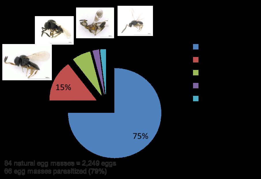 84 ammassi di uova trovate in natura: 2 249