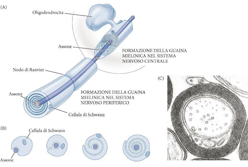 Trasmissione dell impulso nervoso attraverso i