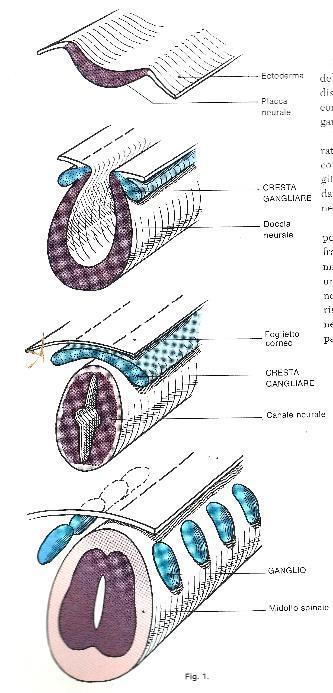 al mesencefalo - creste neurali (o gangliari) Creste