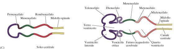 Mentre il tubo neurale si sta chiudendo a livello posteriore, dal diencefalo si