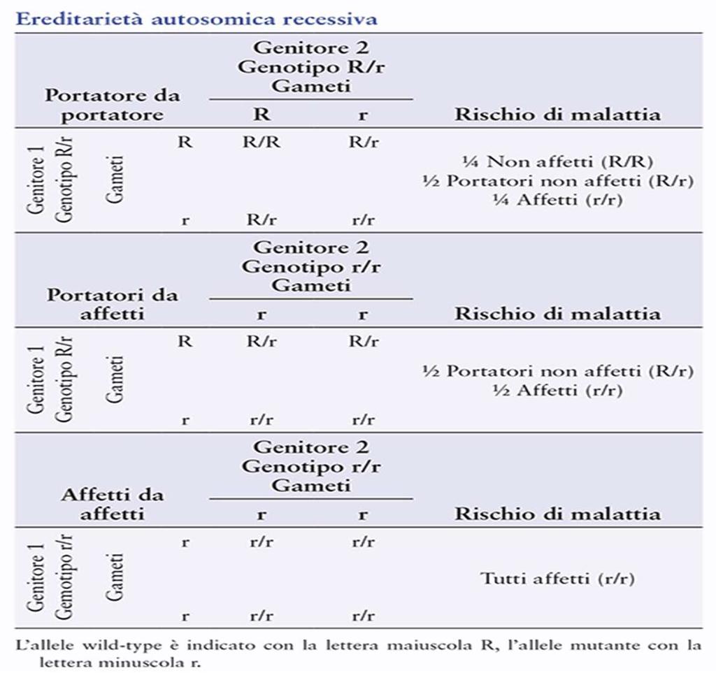 Eredità autosomica recessiva Gli alleli mutanti responsabili di un fenotipo recessivo sono generalmente rari.