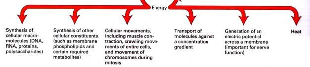 Il ciclo dell ATP Luce (fotosintesi) o composti ad elevato potenziale energetico (respirazione) Sintesi di macromolecol e cellulari (DNA, RNA, proteine, polisaccaridi) Sintesi di altri costituenti