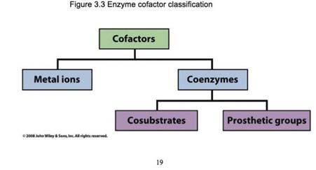 jpg Cofattori [2] Un cofattore è un composto chimico non proteico che si lega ad una proteina ed è necessario per l attività biologica di tale proteina.