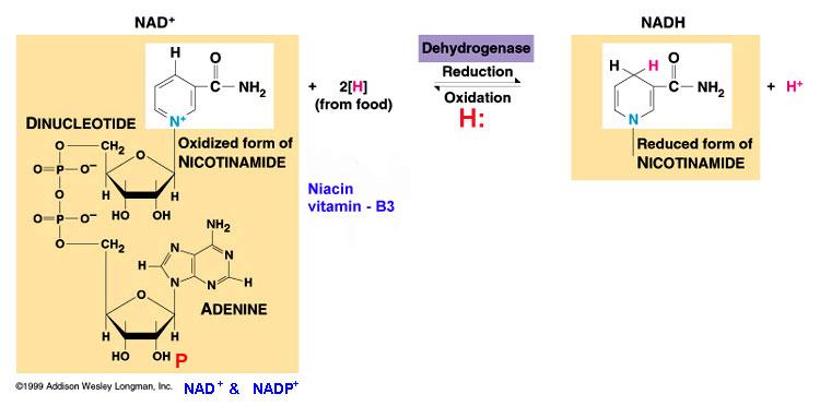 NAD / NADH Nicotina Adenina