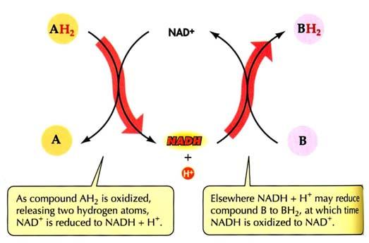 http://courses.bio.indiana.edu/l104-bonner/sp12/imagessp12/l16/mps.html#nad3 http://web.pdx.edu/~wamserc/c336s00/26notes.