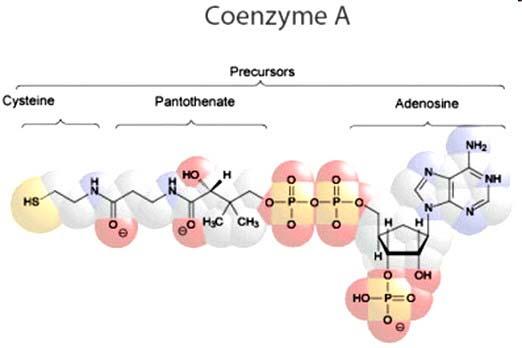 Coenzima A (CoA) Il coenzima A svolge importanti ruoli nella sintesi ed ossidazione degli acidi grassi e nell ossidazione del piruvato nel ciclo dell acido citrico (ciclo di Krebs, ciclo degli acidi