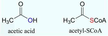 Seminario Gruppi acilici Un gruppo acilico è un gruppo funzionale derivato dalla rimozione di uno o più gruppi ossidrilici da un ossoacido.