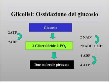 Acido pantotenico (Vitamina B5) L'acido pantotenico sembra essere ubiquitario. Si trova, in particolare, nel fegato, nel tuorlo dell'uovo, nei cereali e nei legumi.