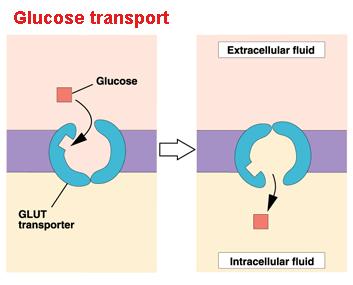 Il glucoso 6 fosfato non viene trasportato dal «carrier» per il glucosio e quindi rimane intrappolato nel citosol Glicolisi E una via presente in praticamente tutte le cellule, sia procariotiche che