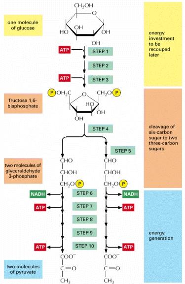 Una visione d insieme della glicolisi http://www.ncbi.