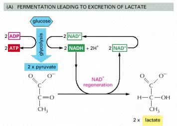 Rigenerazione del NAD + mediante