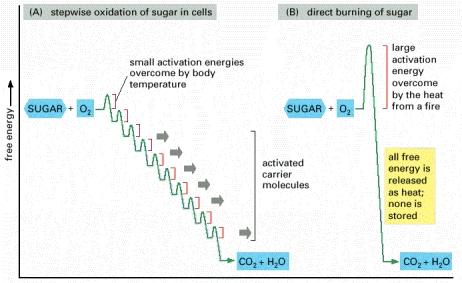 Rappresentazione schematica dell ossidazione controllata dello zucchero, passo per passo in una cellula, paragonata con la combustione diretta Ossidazione passo per passo dello zucchero nelle cellule