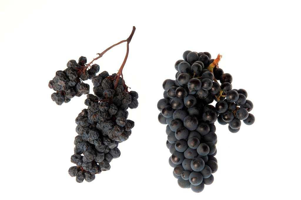 Caratteristiche organolettiche dei vini ottenuti con la tecnica di appassimento dell uva