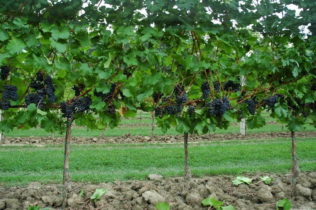 MERLOT KHORUS Merlot x 20-3 (31.125) P.M.: 139 g Produzione: 9,7 t/ha VENDEMMIA ACIDITA TOT.