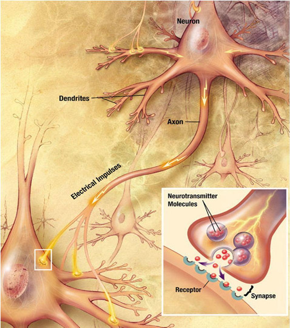 Funzione: Eccitatoria Inibitoria Modulatoria Tipi di sinapsi: Asso-somatica Asso-dendritica