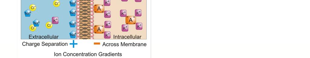 Differenza di potenziale transmembrana Membrana semipermeabile Pompa sodio-potassio