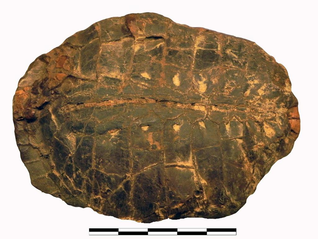 Carapace di Emys orbicularis ed ascia della prima età del