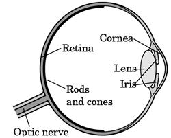 il processo: Occhio o macchina fotografica il concetto è lo stesso: retina (2D