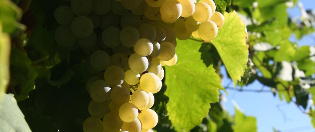 SPUMANTE BRUT Vino spumante ottenuto da uve delle colline trevigiane. Ha profumi intensi caratteristici di fruttato che ricordano alcuni fiori primaverili, gusto secco.