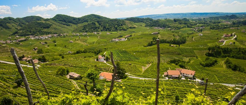 VALDOBBIADENE SUPERIORE DI CARTIZZE SELEZIONE BOTTIGLIA NERA - DRY Vino spumante nobile. Di gran classe, ha un profumo delicatamente fruttato e leggermente aromatico.